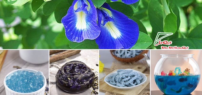 Một v&agrave;i c&ocirc;ng dụng của hoa đậu biếc